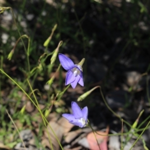 Wahlenbergia stricta subsp. stricta at Gundaroo, NSW - 16 Nov 2016