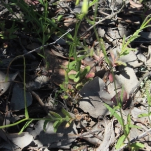 Wahlenbergia stricta subsp. stricta at Gundaroo, NSW - 16 Nov 2016 09:06 AM