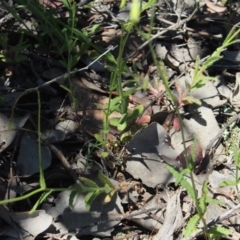 Wahlenbergia stricta subsp. stricta at Gundaroo, NSW - 16 Nov 2016