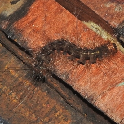 White Cedar Moth caterpillar - Leptocneria reducta