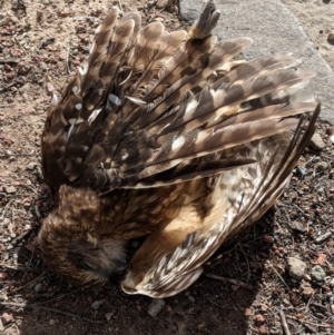 Ninox boobook at Fyshwick, ACT - 31 Jul 2018