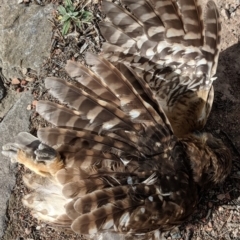 Ninox boobook at Fyshwick, ACT - 31 Jul 2018