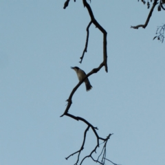 Cracticus torquatus (Grey Butcherbird) at Hughes Grassy Woodland - 31 Jul 2018 by JackyF