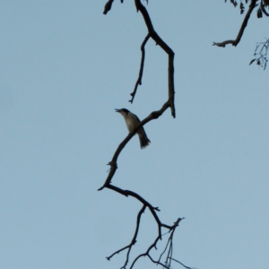 Cracticus torquatus at Hughes, ACT - 31 Jul 2018 05:04 PM