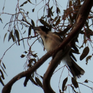 Cracticus torquatus at Hughes, ACT - 31 Jul 2018 05:04 PM