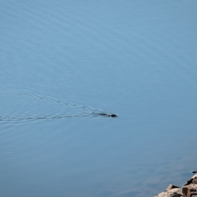 Hydromys chrysogaster (Rakali or Water Rat) at Paddys River, ACT - 26 May 2018 by DKolsky