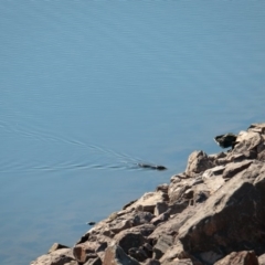 Hydromys chrysogaster at Paddys River, ACT - 26 May 2018 11:42 AM