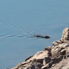 Hydromys chrysogaster at Paddys River, ACT - 26 May 2018 11:42 AM