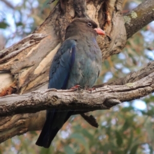 Eurystomus orientalis at Tharwa, ACT - 12 Jan 2015