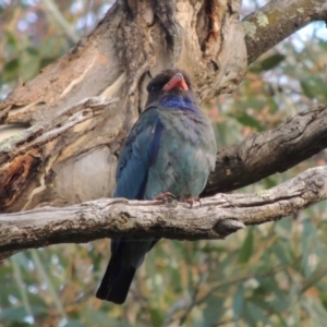 Eurystomus orientalis at Tharwa, ACT - 12 Jan 2015 07:16 PM