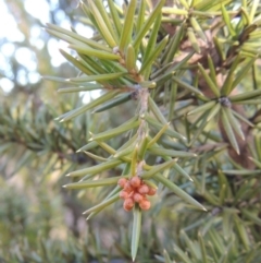 Grevillea juniperina (Grevillea) at Bullen Range - 25 Jul 2018 by MichaelBedingfield