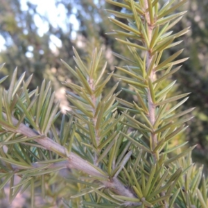 Grevillea juniperina at Bullen Range - 25 Jul 2018