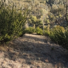 Grevillea juniperina at Bullen Range - 25 Jul 2018