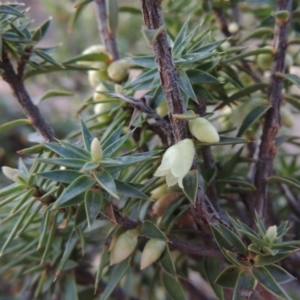 Melichrus urceolatus at Bullen Range - 25 Jul 2018 05:40 PM