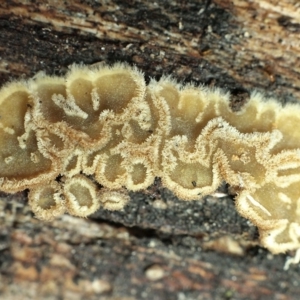 Eichleriella sp. at Gungahlin, ACT - 17 Jun 2018 12:00 AM