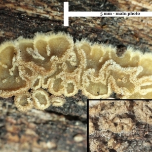 Eichleriella sp. at Gungahlin, ACT - 17 Jun 2018