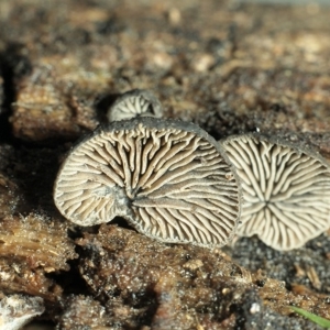 Resupinatus at Gungahlin, ACT - 17 Jun 2018