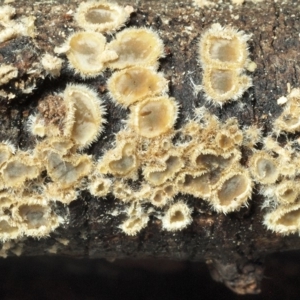 Eichleriella sp. at Latham, ACT - 1 Jul 2018