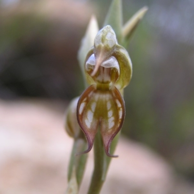 Oligochaetochilus hamatus (Southern Hooked Rustyhood) at Tennent, ACT - 27 Oct 2010 by MatthewFrawley