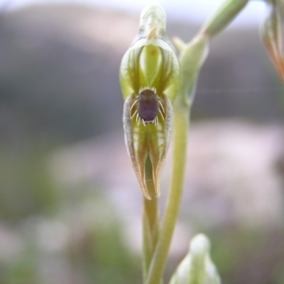 Oligochaetochilus aciculiformis (Needle-point rustyhood) at Tennent, ACT - 27 Oct 2010 by MatthewFrawley