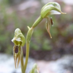 Oligochaetochilus aciculiformis at Tennent, ACT - suppressed