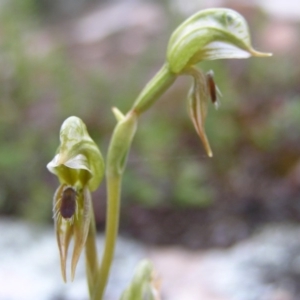 Oligochaetochilus aciculiformis at Tennent, ACT - suppressed