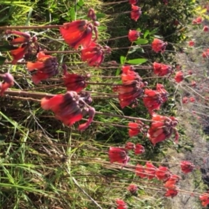 Bryophyllum delagoense at undefined - 13 Jul 2018