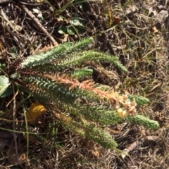 Euphorbia paralias (Sea Spurge ) at Shoalhaven Heads Bushcare - 13 Jul 2018 by AndrewB