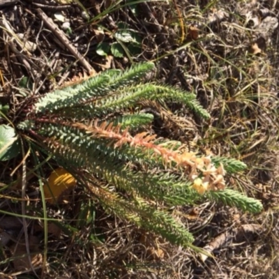 Euphorbia paralias (Sea Spurge ) at Comerong Island, NSW - 13 Jul 2018 by AndrewB