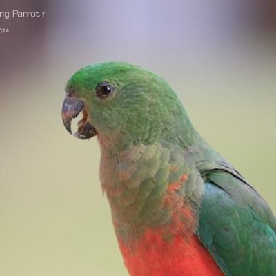 Alisterus scapularis (Australian King-Parrot) at Lake Conjola, NSW - 2 Dec 2014 by Charles Dove