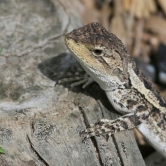 Amphibolurus muricatus (Jacky Lizard) at Conjola Bushcare - 2 Dec 2014 by CharlesDove