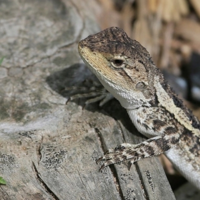 Amphibolurus muricatus (Jacky Lizard) at Conjola Bushcare - 2 Dec 2014 by CharlesDove