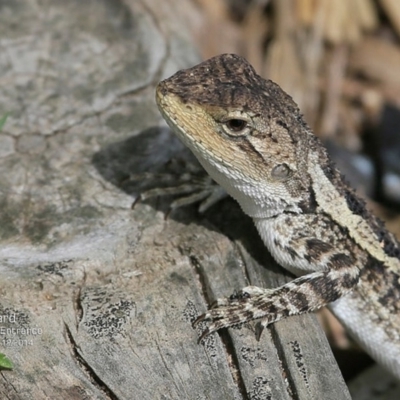 Amphibolurus muricatus (Jacky Lizard) at Lake Conjola, NSW - 2 Dec 2014 by CharlesDove