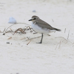 Anarhynchus mongolus (Siberian Sand-Plover) at Cunjurong Point, NSW - 1 Dec 2014 by Charles Dove