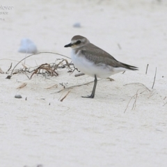 Anarhynchus mongolus (Siberian Sand-Plover) at Cunjurong Point, NSW - 2 Dec 2014 by CharlesDove