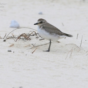 Anarhynchus mongolus at Cunjurong Point, NSW - suppressed