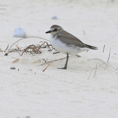 Anarhynchus mongolus (Siberian Sand-Plover) at Cunjurong Point, NSW - 1 Dec 2014 by Charles Dove
