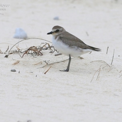 Anarhynchus mongolus (Siberian Sand-Plover) at Cunjurong Point, NSW - 2 Dec 2014 by CharlesDove