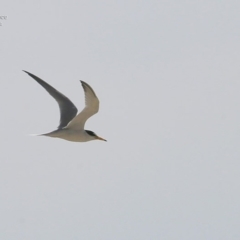 Sternula albifrons (Little Tern) at Cunjurong Point, NSW - 1 Dec 2014 by CharlesDove