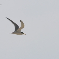 Sternula albifrons (Little Tern) at Cunjurong Point, NSW - 2 Dec 2014 by CharlesDove