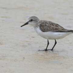 Calidris ruficollis (Red-necked Stint) at Cunjurong Point, NSW - 3 Dec 2014 by Charles Dove
