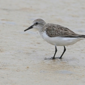 Calidris ruficollis at Cunjurong Point, NSW - 4 Dec 2014 12:00 AM