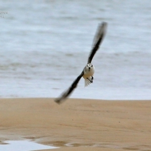 Calidris alba at Cunjurong Point, NSW - 3 Dec 2014