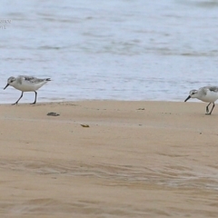 Calidris alba at Cunjurong Point, NSW - 3 Dec 2014