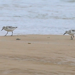 Calidris alba at Cunjurong Point, NSW - suppressed