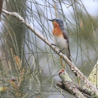 Myiagra cyanoleuca (Satin Flycatcher) at Milton, NSW - 2 Dec 2014 by CharlesDove