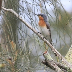 Myiagra cyanoleuca (Satin Flycatcher) at Milton, NSW - 1 Dec 2014 by Charles Dove