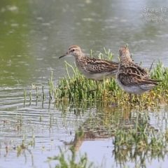 Calidris acuminata (Sharp-tailed Sandpiper) at Milton, NSW - 2 Dec 2014 by CharlesDove
