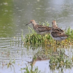 Calidris acuminata (Sharp-tailed Sandpiper) at Milton, NSW - 1 Dec 2014 by Charles Dove