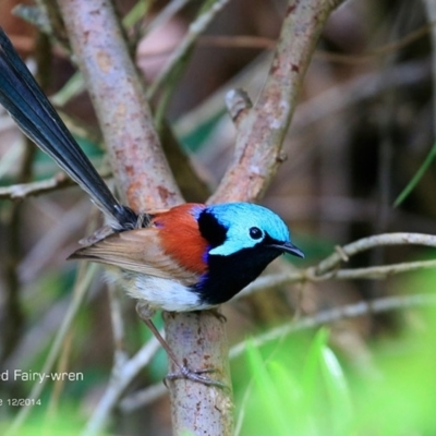 Malurus lamberti (Variegated Fairywren) at Ulladulla, NSW - 4 Dec 2014 by Charles Dove